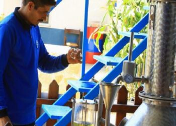 Muğla’nın aromatik bitkileri işleniyor