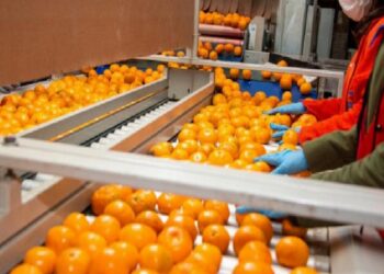 Narenciyede amaç ihracat 1 milyar dolar