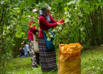 O projeye rekor müracaat