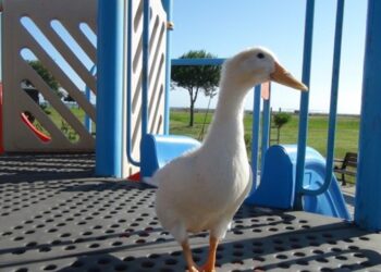 Ördek “Pamuk” ile Semt Pazarının Maskotu