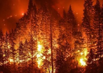 Orman yangınlarının sebebi sabotaj mı, yoksa doğal sebepler mi?