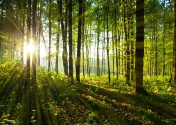 Ormana Giriş Yasağı 5 İlde Başladı