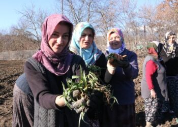 Örnek Salep Bahçesine 10 bin Fide Dikildi
