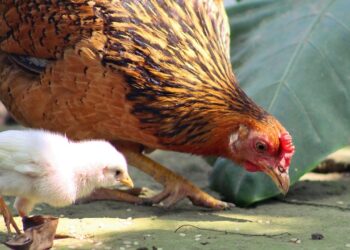 “Paçalı Gezgin” Adını Verdiği Tavuğu Yanından Ayırmıyor