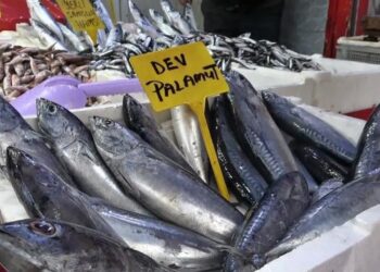 Palamut Sonunda Tezgahlarda