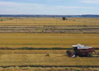 Pirinç Üretiminin Kalbi Edirne’de Hasat Başladı!