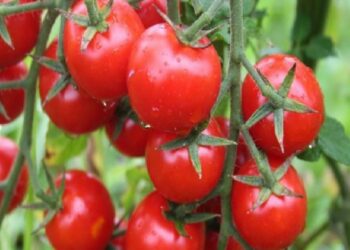 Rusya’ya domates ihracatında kota 500 bin tona çıktı