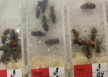 Sabiha Gökçen’de ‘canlı arı’ avı!