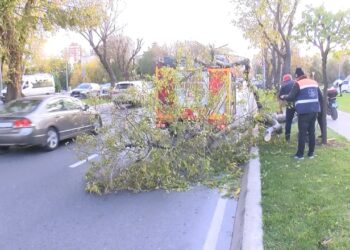 Sahil Yoluna Devrilen Ağaç Kaldırıldı