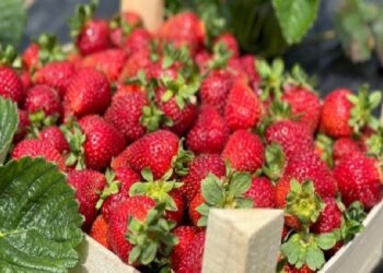 Sakarya çilekte üretim rekoru bekliyor