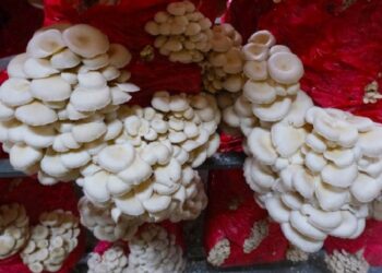 Sakarya mantar üssü oluyor!