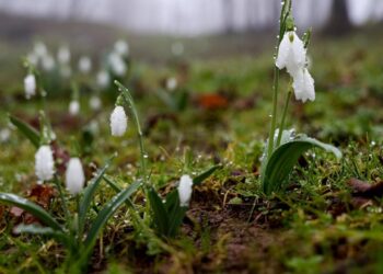 Sakarya’da Kardelenler Erken Çiçek Açtı