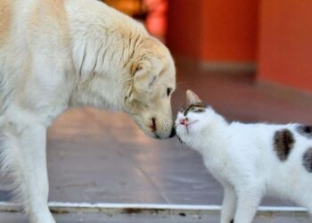 Sarıyer Gönüllüleri Sokak Hayvanlarının Hakları İçin Sesini Yükseltiyor