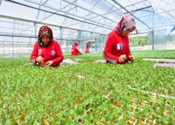 Seralarda bayan istihdamı arttı