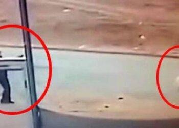 Sokak Köpeğini Öldüren Şahıs Gözaltına Alındı