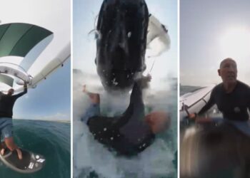 Sörf Yapan Adam Balina İle Çarpıştı