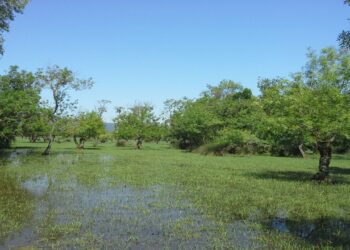 Subasar Ormanları Görünmez Filtre Görevi Yapıyor