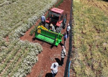 Susuz tarımda hasat vakti