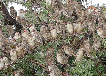 Tanzanya’da Pirinç Tarlalarına Zarar Veren 5 Milyon Küela Kuşu İtlaf Edildi