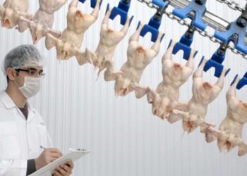 Tavuk Eti Üretiminde Azalma