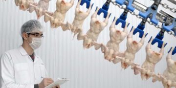 Tavuk Eti Üretiminde Azalma