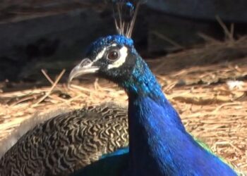 Tavus Kuşu Tokat Tavuğunun Yavrusuna Da Annelik Yapıyor