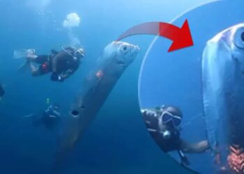 Tayvanlı Dalgıçlar Okyanus Derinliklerinde Kürek Balığı Görüntüledi