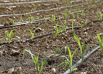 Tekirdağ Çiftçileri Damla Sulama Su Tasarrufu Sağlıyor