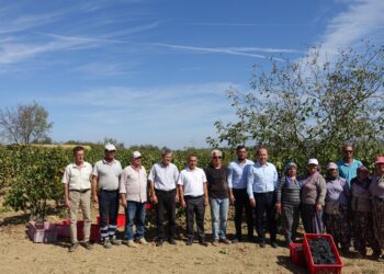 Tekirdağ Tarım ve Orman Müdürü Üzüm Hasadına Katıldı