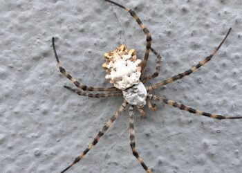 Tekirdağ’da “Argiope lobata” Türü Örümcek Gözlendi