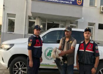 Tekirdağ’da yaralı halde bulunan leylek tedavi ediliyor