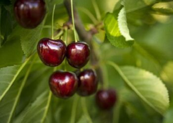 Türk kirazı yüzde 54 pahalandı