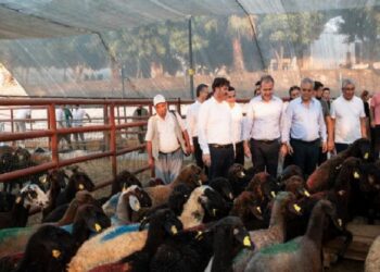 Üreticilere küçükbaş hayvan hibesi