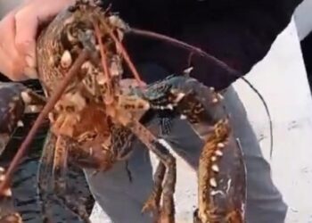 Yakaladığı 3 Kilogramlık Istakozu Deniz Geri Bıraktı