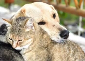 Yalova Belediyesi Dünya Hayvanları Koruma Günü’nde Barınakta Etkinlik Düzenledi