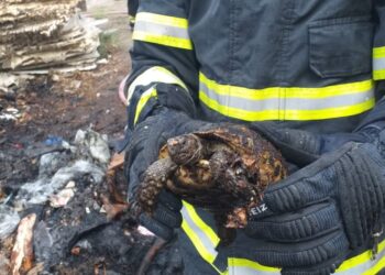 Yangından Kurtarılan Kaplumbağa Doğaya Bırakıldı