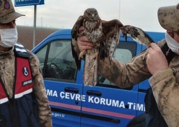 Yaralı Şahin Tedavi Edilip Doğaya Salınacak