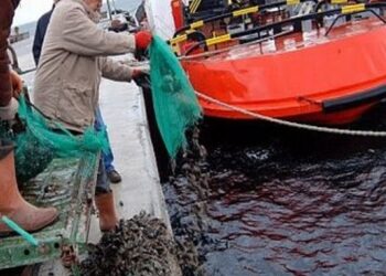 Yasak Bölgede Midye Avcılığı Yapan 3 Kişiye Ceza Uygulandı