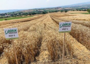 Yerli ve ulusal cet tohum çeşitleri ile randıman hedeflendi