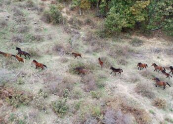 Yılkı Atları Çanakkale’nin Kırlarında Özgürce Koşuyor