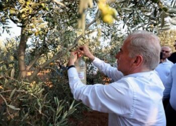 Zeytincilerin en büyük sıkıntısı haşere