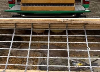 Bir Otobüste Çok Sayıda Kaçak Kuş Ele Geçirildi