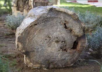 10 İla 16 Milyon Yıllık Olduğu Belirlenen 2 Ağaç Fosili Bulundu