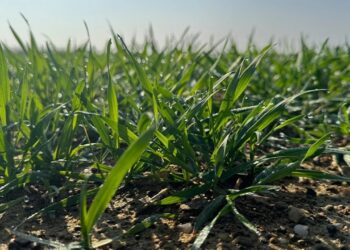 Çiftçiler İlkbahar Yağışlarını Bekliyor