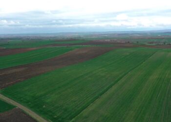 Edirne’de Son Yağışlar Buğdayın Gelişimine Destek Oldu