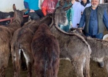 Balıkesir Üniversitesi’nde Eşeklerde Embriyo Transfer Çalışması Başlatıldı