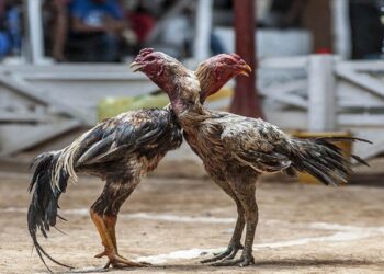 Horoz Dövüşü İçin Bahis Oynayan 35 Kişiye Para Cezası