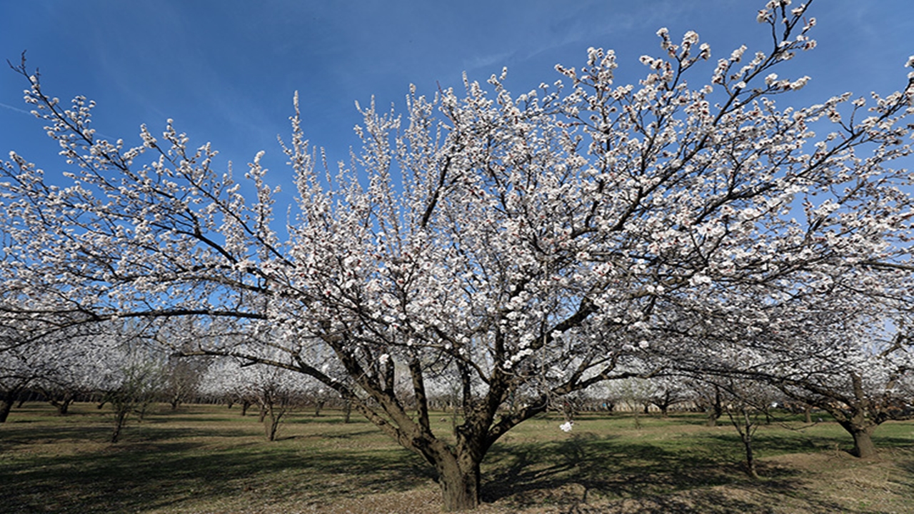 Malatya’da Kayısı Ağaçları Çiçek Açtı