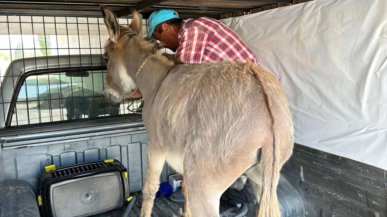 Bilecik’teki Sahipsiz Eşek Koruma Altına Alındı