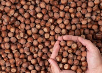 Fındıkları avuçlayan bir kişi ve serilmiş fındıklar